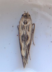 Scythris limbella