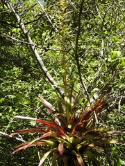 Tillandsia guatemalensis