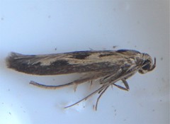 Scythris limbella