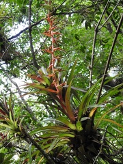 Tillandsia guatemalensis