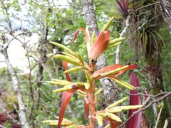 Tillandsia guatemalensis