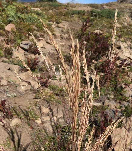 Tacoma reedgrass (Calamagrostis tacomensis)