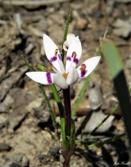Wurmbea biglandulosa