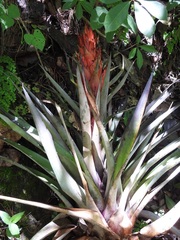 Tillandsia ponderosa
