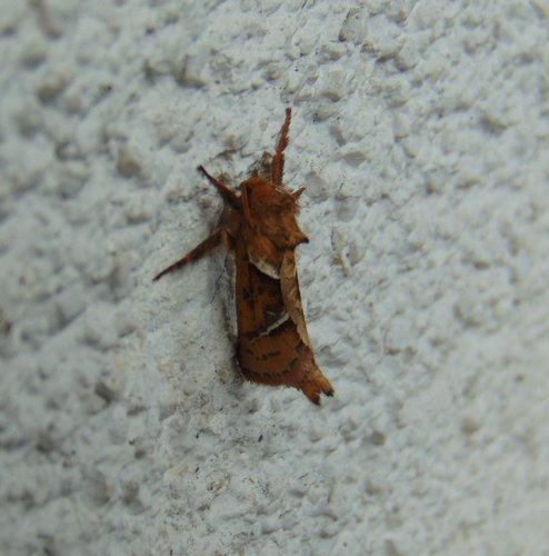 hrotokrídlovec šalátový (Triodia sylvina)