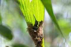 Phaethornis malaris