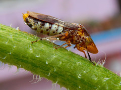 Homalodisca ichthyocephala