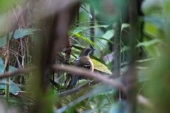 Myrmoborus myotherinus