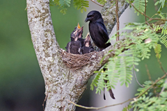 Black Drongo photo 5