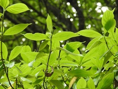 Cornus disciflora