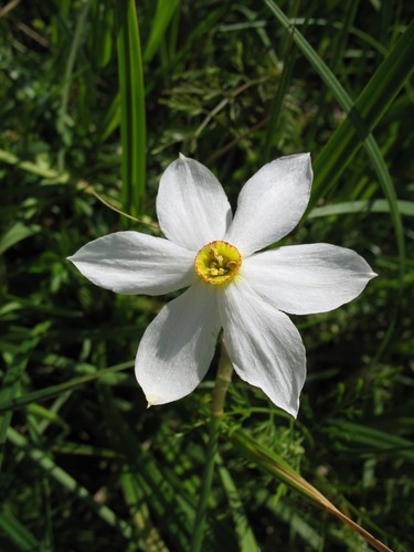 Narcissus poeticus