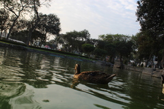 Anas platyrhynchos domesticus