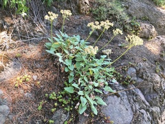 Eriogonum compositum compositum