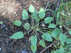 Eriogonum compositum compositum