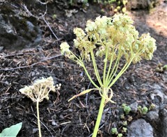 Eriogonum compositum compositum