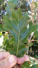 Quercus kelloggii