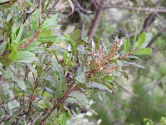 Comarostaphylis discolor