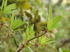 Comarostaphylis discolor
