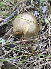Retiboletus vinaceipes