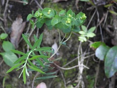 Euphorbia furcillata furcillata