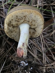 Retiboletus vinaceipes