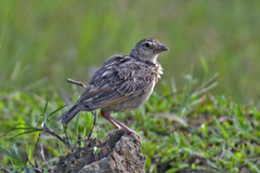 Mirafra assamica
