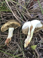 Retiboletus vinaceipes