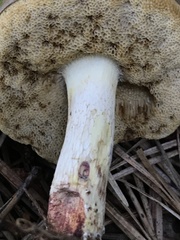 Retiboletus vinaceipes