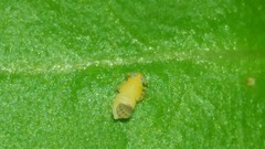 Dryinidae