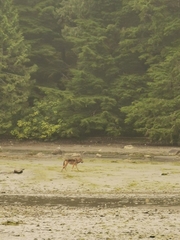 Canis lupus crassodon