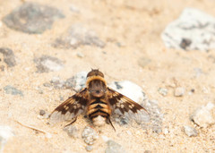 Thyridanthrax nugator