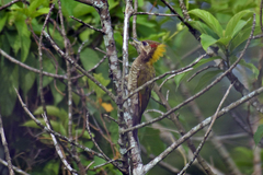 Picus chlorolophus