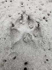 Canis lupus crassodon