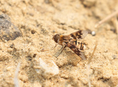 Thyridanthrax nugator