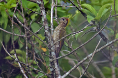 Picus chlorolophus