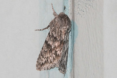 Andropolia