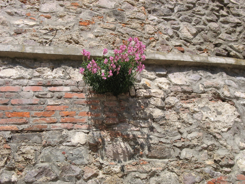 Antirrhinum majus, Мукачівський район, Закарпатська область, Україна