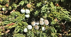 Juniperus communis kelleyi