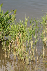 Panicum hemitomon