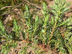 Juniperus communis kelleyi