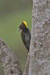 Chrysophlegma flavinucha