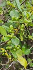 Coprosma macrocarpa minor