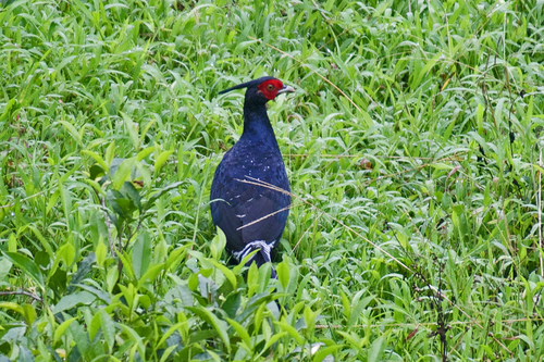 Kalij Pheasant