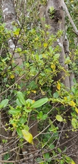 Coprosma macrocarpa minor