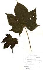 Sterculia appendiculata