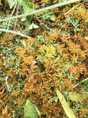 Sphagnum subsecundum