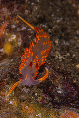 Austraeolis stearnsi