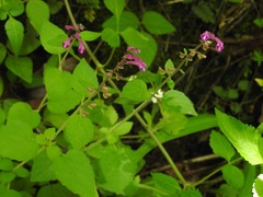 Scutellaria guatemalensis