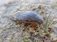Acilius abbreviatus