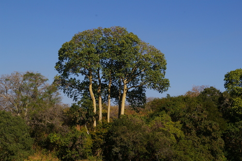 Sterculia appendiculata image